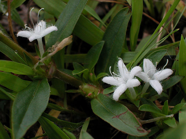 Larger Buttonweed