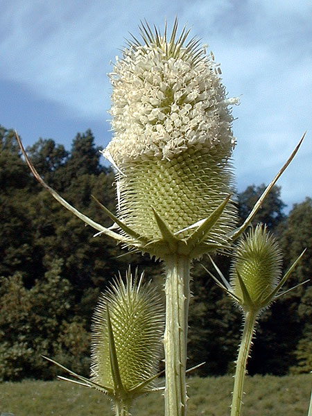 Dipsacus fullonum