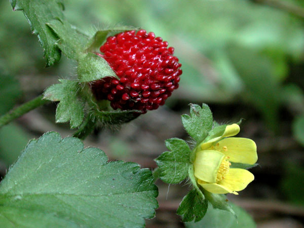 Indian Cinquefoil