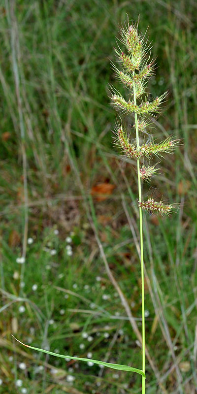 Rough Barnyard Grass