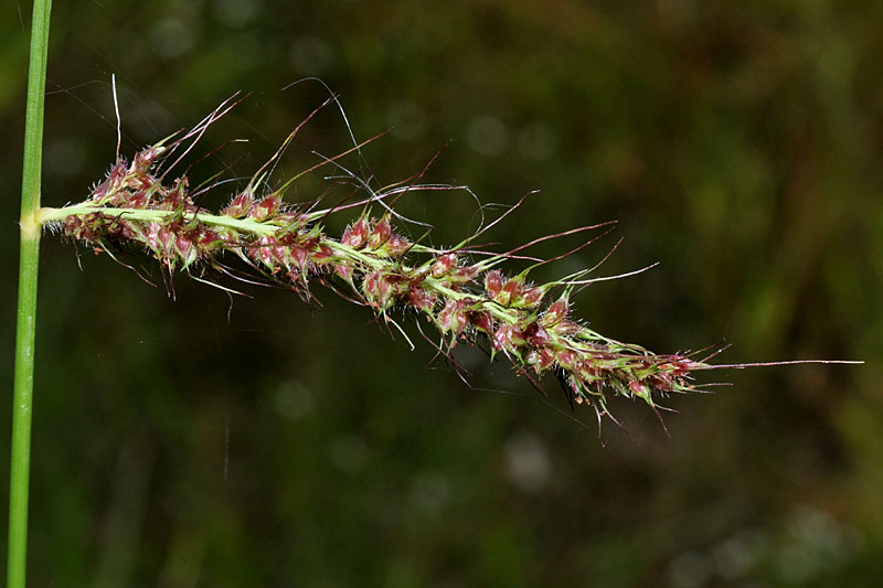 Rough Barnyard Grass