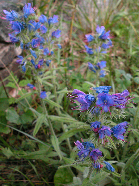 Echium vulgare