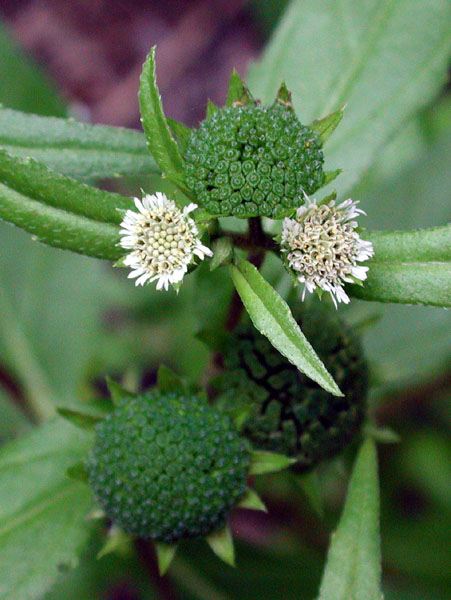 Eclipta prostrata