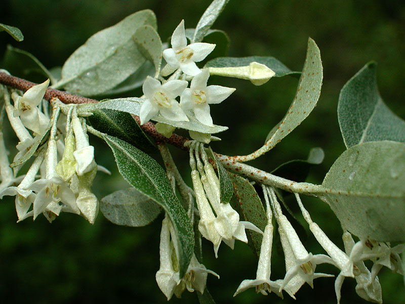 Elaeagnus umbellata