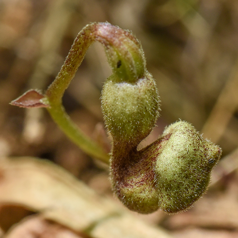 Virginia Snakeroot