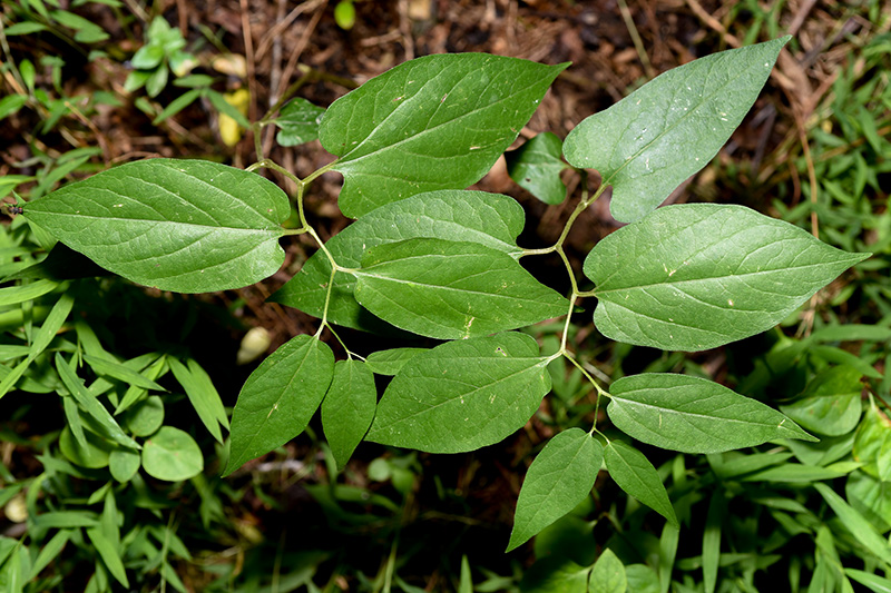 Virginia Snakeroot