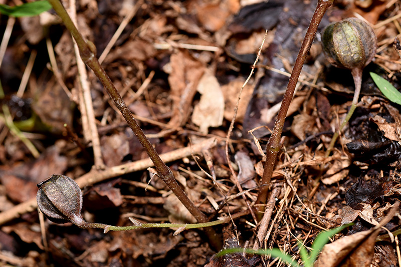 Virginia Snakeroot