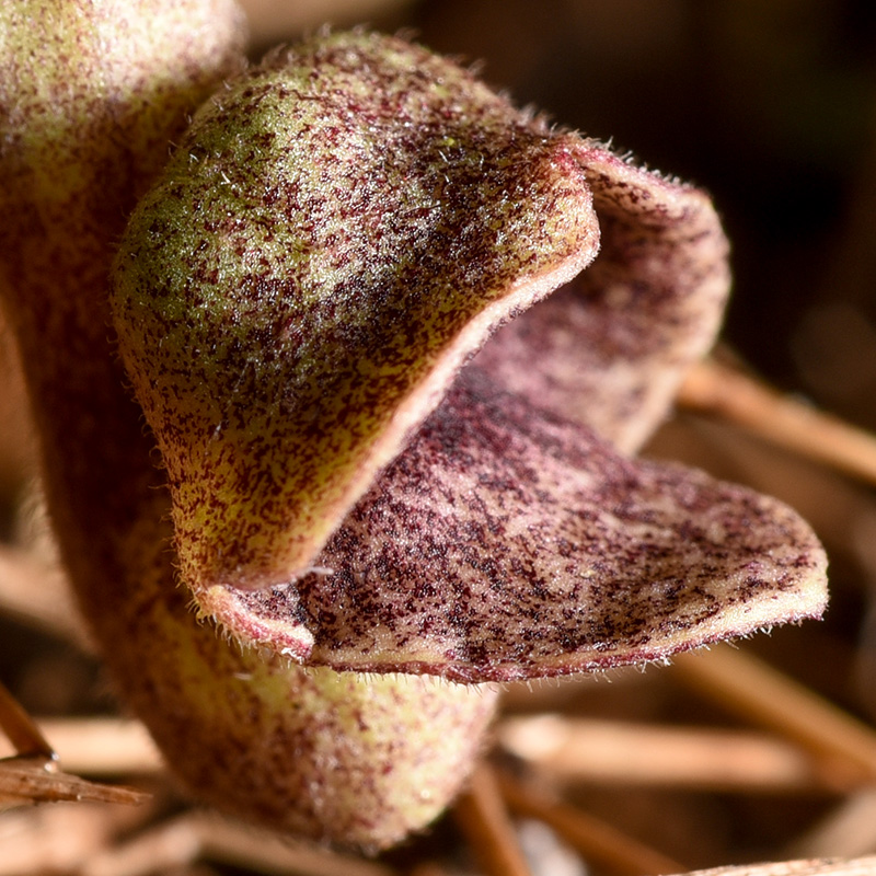 Virginia Snakeroot