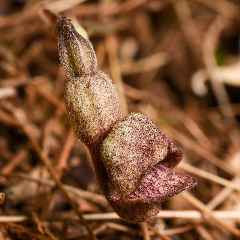 Virginia Snakeroot