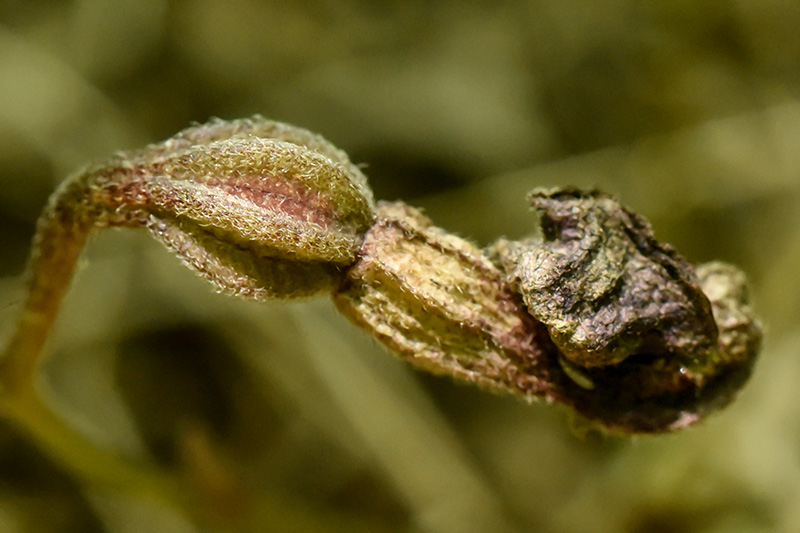 Virginia Snakeroot