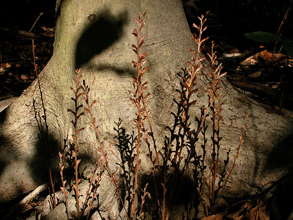 Epifagus virginiana