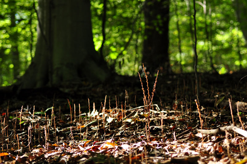 Epifagus virginiana