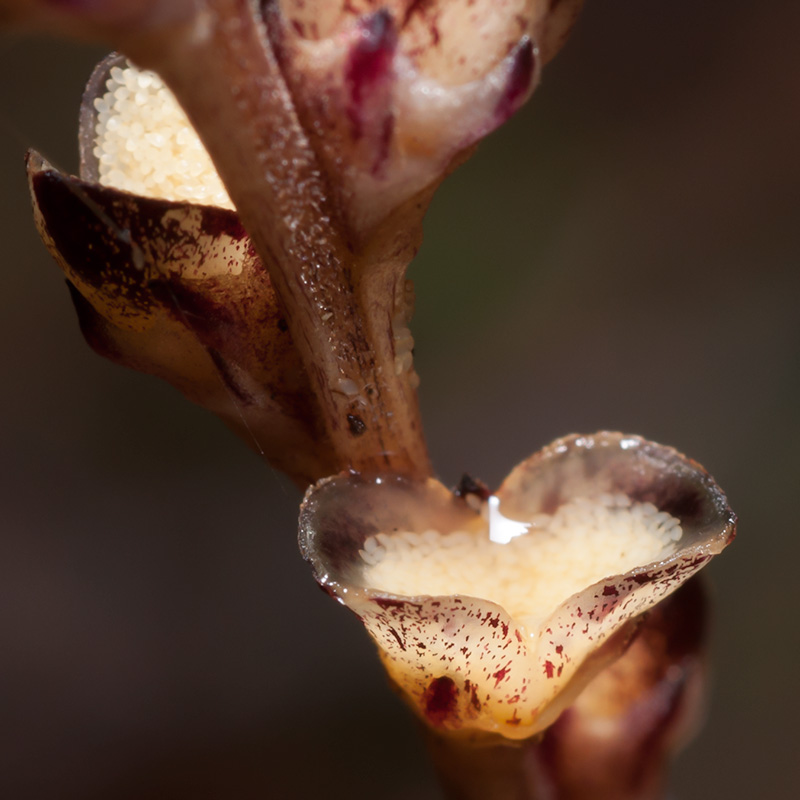 Epifagus virginiana