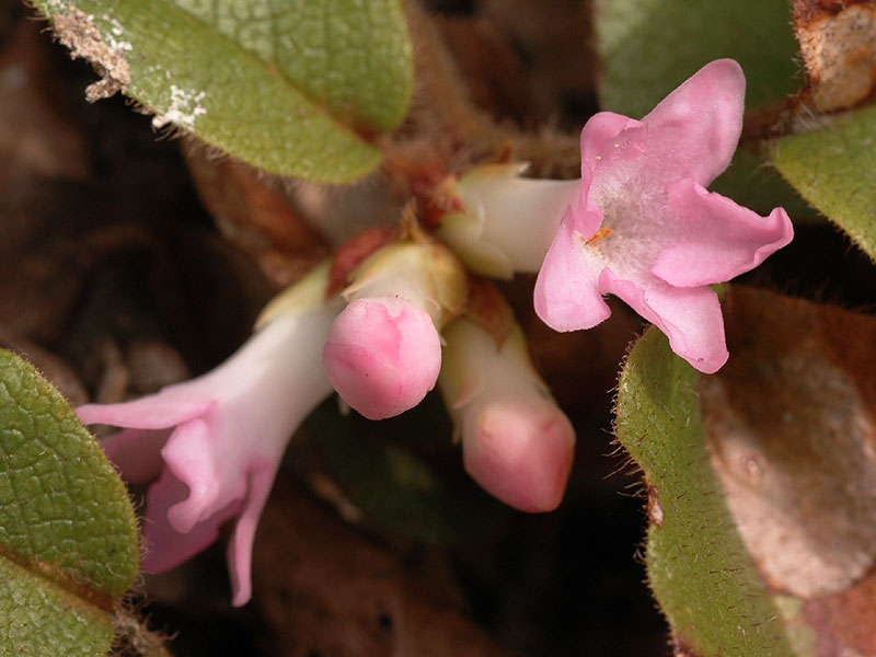 Trailing Arbutus