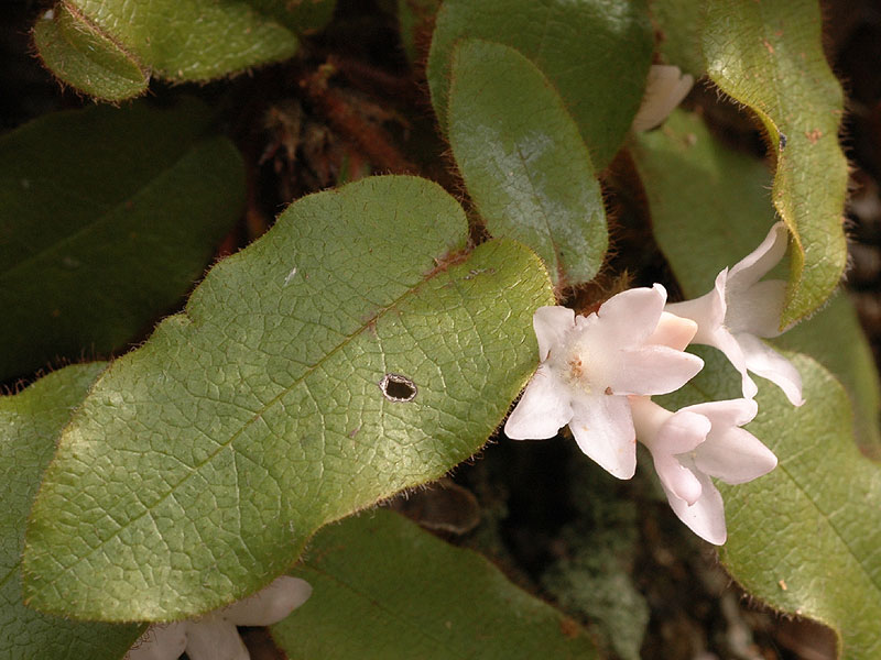 Trailing Arbutus