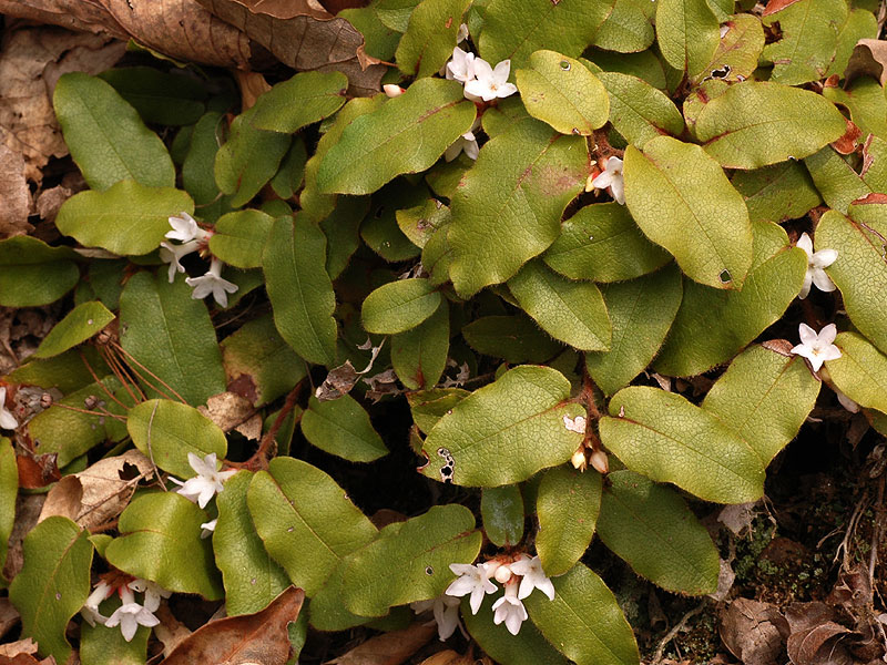 Trailing Arbutus