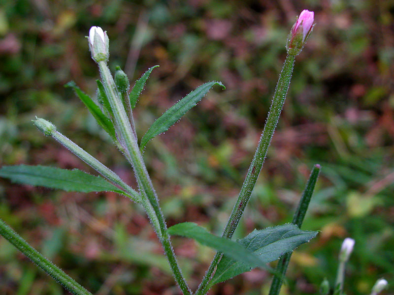 Epilobium coloratum