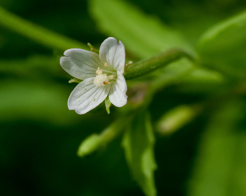 Epilobium coloratum