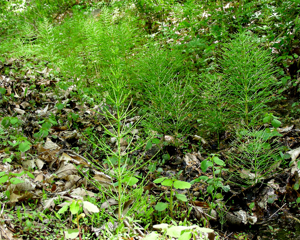 Field Horsetail