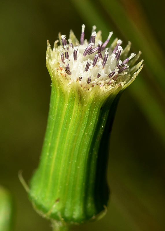 Erechtites hieraciifolius