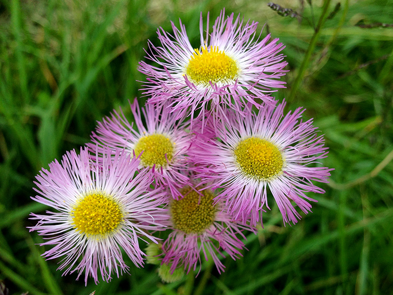 Philadelphia Fleabane