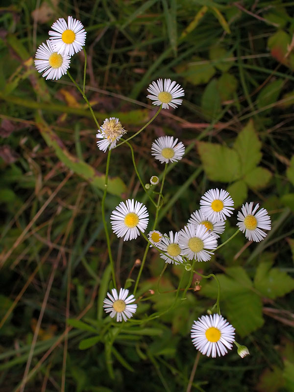 Erigeron strigosus var. strigosus