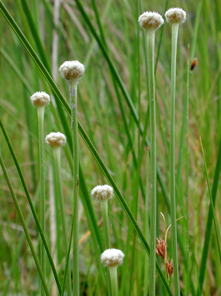 Eriocaulon aquaticum