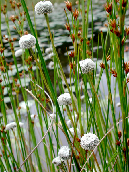 Eriocaulon decangulare