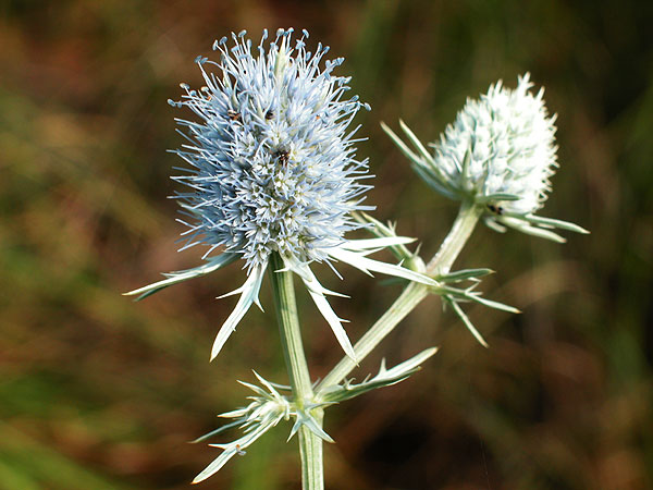 Eryngium aquaticum var. aquaticum