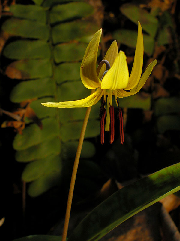 Yellow Trout-lily