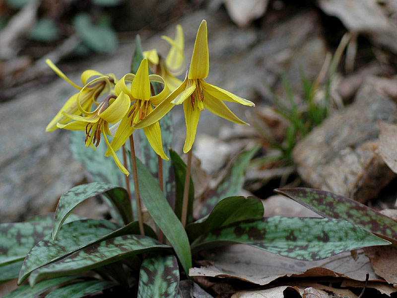 Yellow Trout-lily