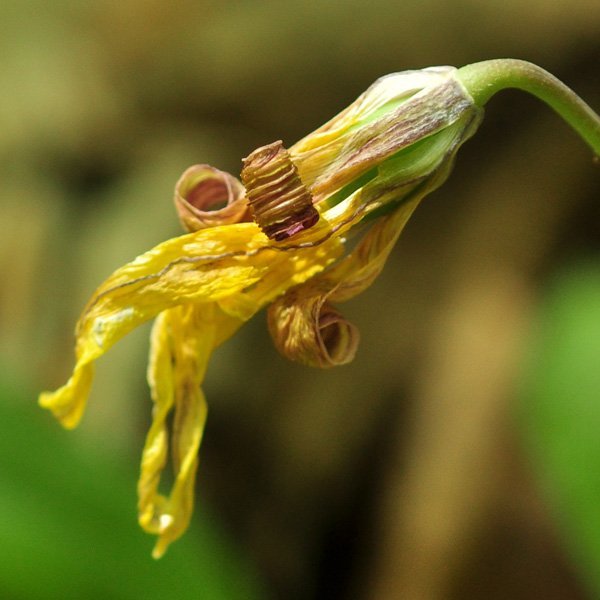 Erythronium americanum subsp. americanum