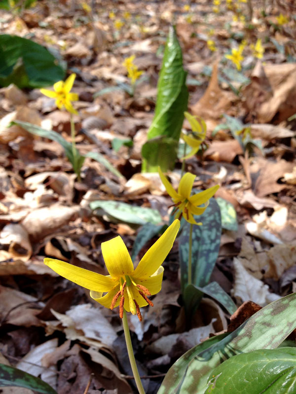 Erythronium americanum subsp. americanum