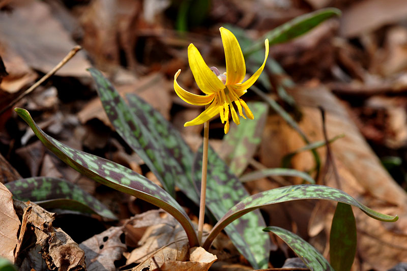 Erythronium americanum subsp. americanum