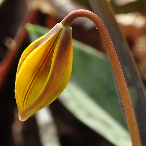 Yellow Trout-lily