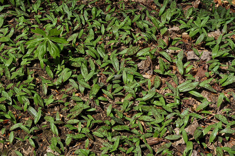 Erythronium americanum subsp. americanum