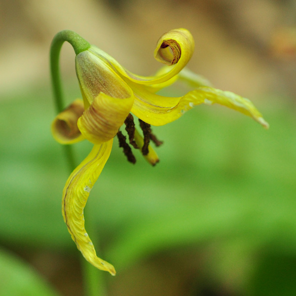 Yellow Trout-lily