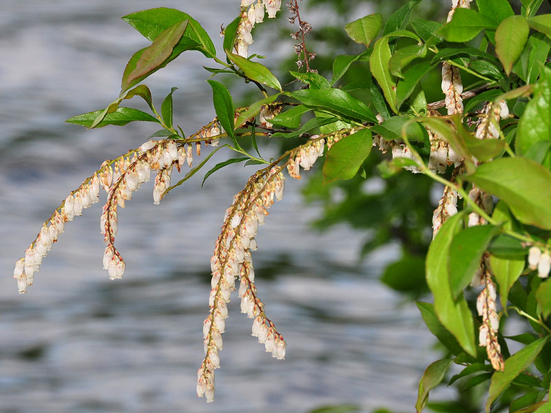 Eubotrys racemosa