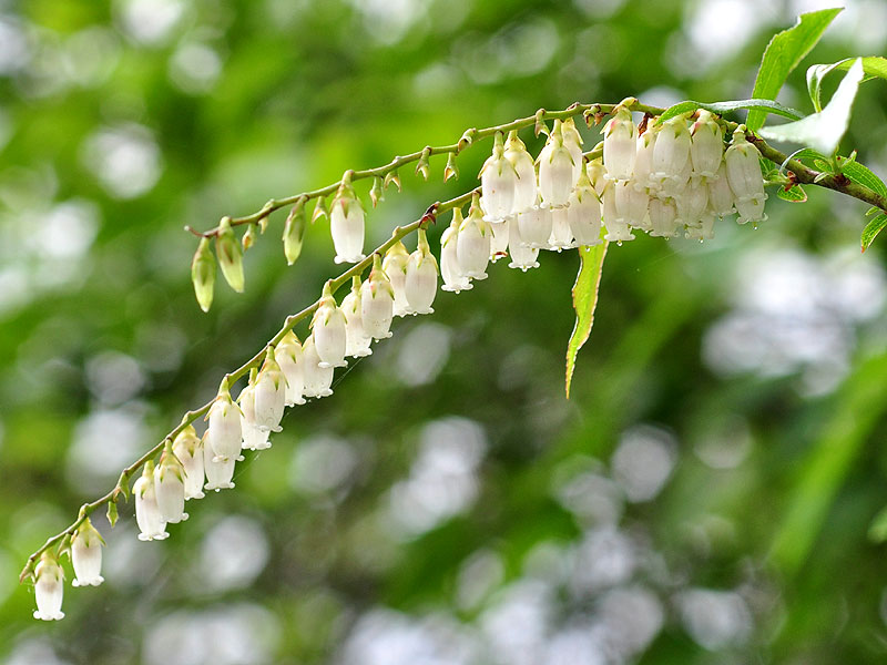 Eubotrys racemosa