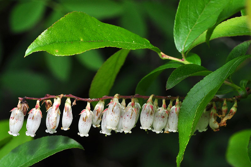 Eubotrys racemosa