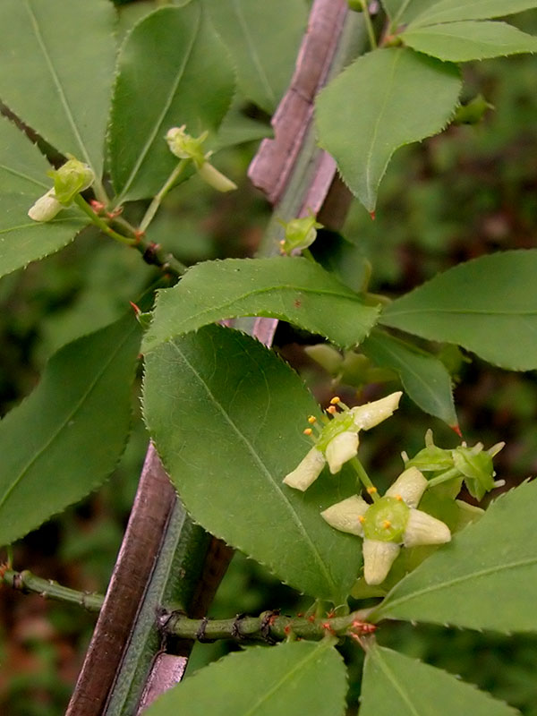 Winged Euonymus