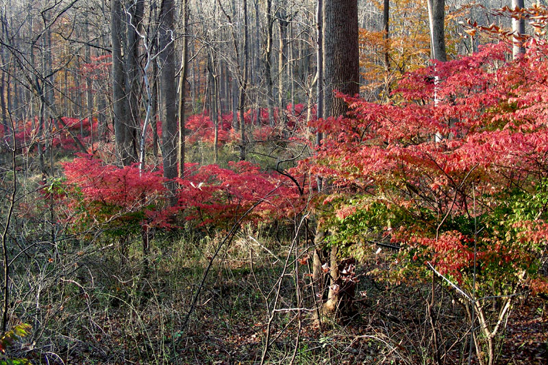 Euonymus alatus