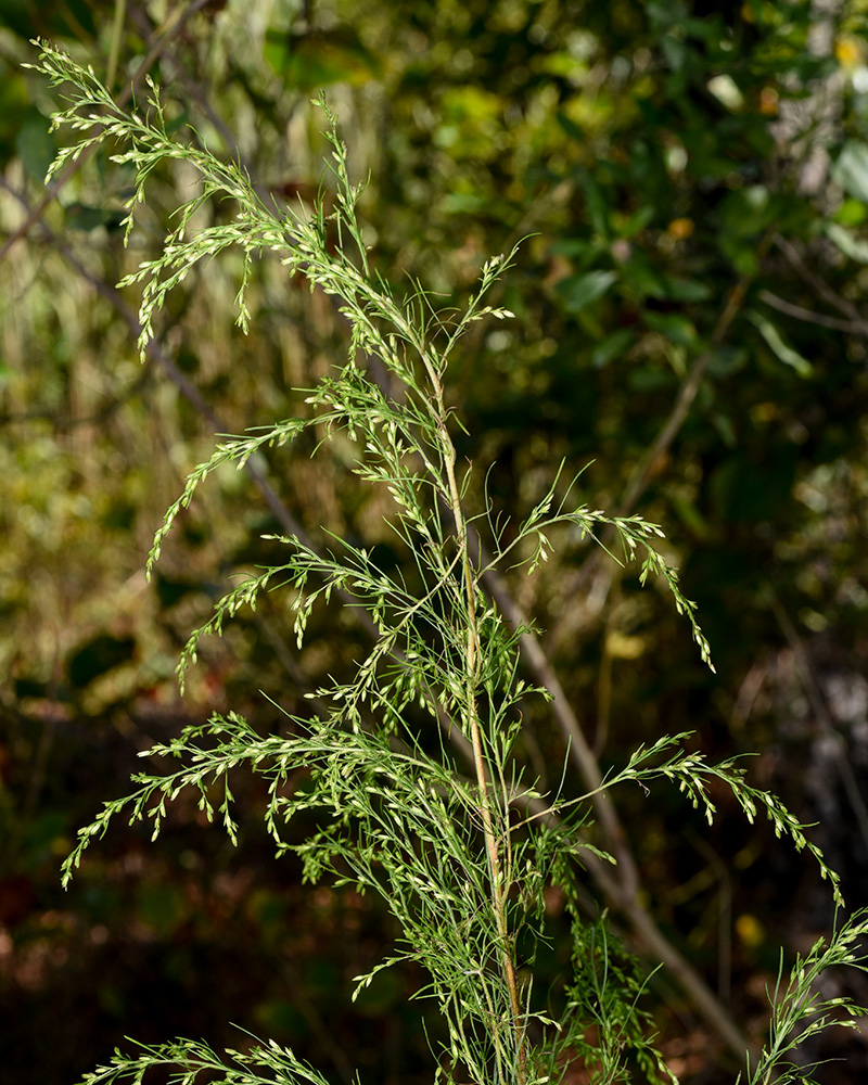 Dogfennel Thoroughwort