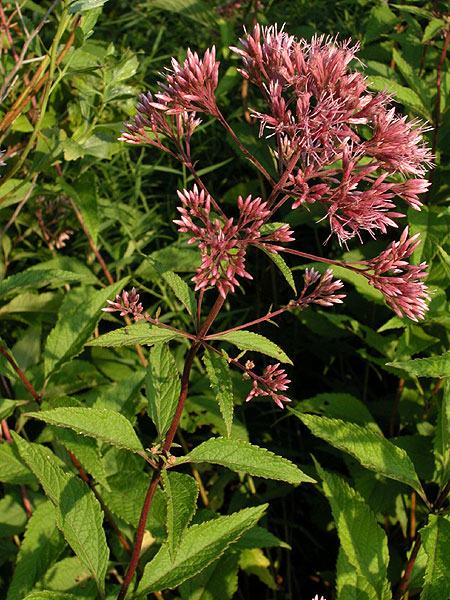 Three-nerved Joe-pye-weed