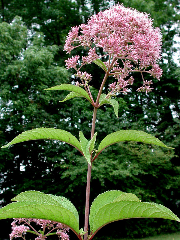 Eutrochium fistulosum