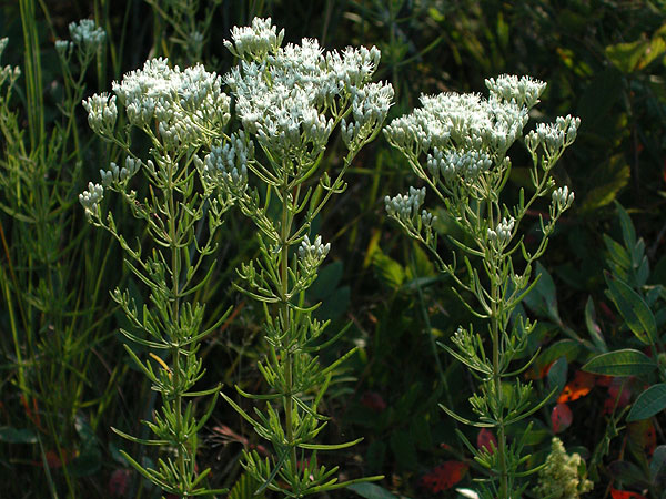 Hyssop-leaf Thoroughwort