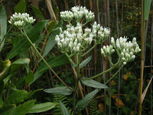 Eupatorium pilosum