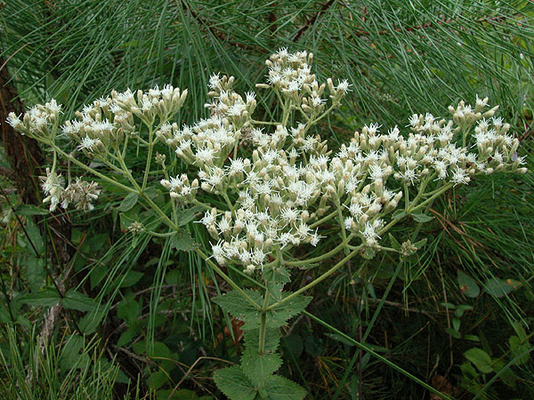 Eupatorium rotundifolium var. rotundifolium