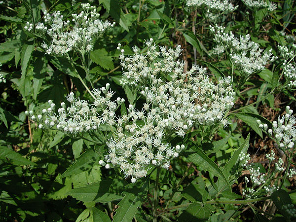 Eupatorium serotinum