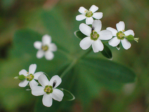 Flowering Spurge